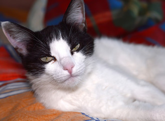 Cat sick, evil lies.