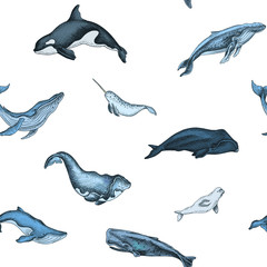 Pattern with whale. Hand drawn vector illustration with wildlife animals.