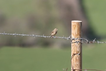 Skylark