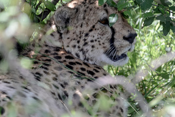 Portrait Cheetah in Massai Mara