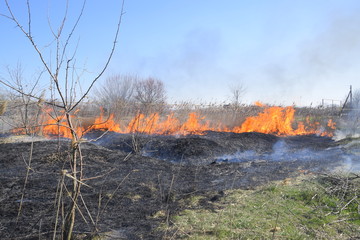 Fototapeta premium Fire on a plot of dry grass, burning of dry grass and reeds