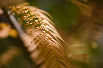 The Golden Needles of the Dawn Redwood in Autumn