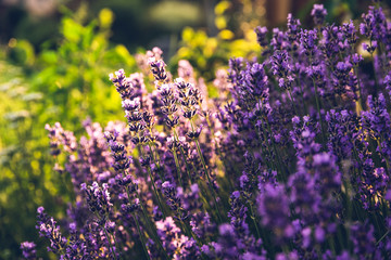 Sunset over a violet lavender on meadow. Background