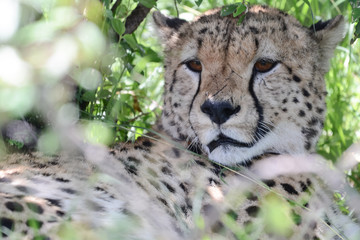 Portrait Cheetah in Massai Mara