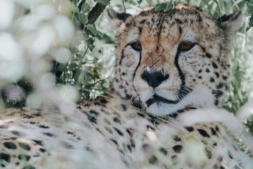 Portrait Cheetah in Massai Mara