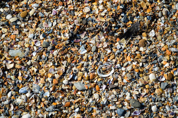 shell beach background