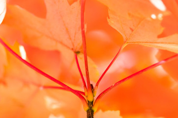 Crimson Maple Leaves Exhibiting the Elegance of Autumn