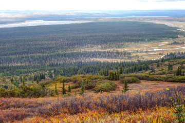 Fall secnic landscape in Denali National Park.