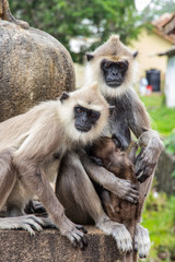 Family of monkeys, father, mother and baby sitting on a stone