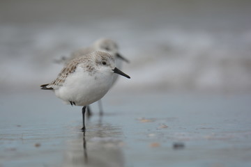 sanderling on the beach