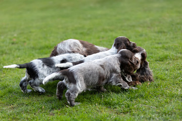 English Cocker Spaniel caring female mother with two playful small puppies, outdoor on garden.