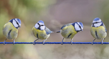 Four Blue Tits on blue string