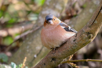 Chaffinch