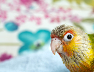 Small conure pet parrot space for copy