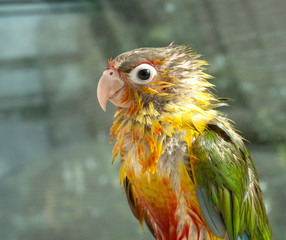 Small Conure pet parrot wet plumage