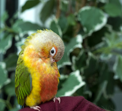 Preening cinure parrot image
