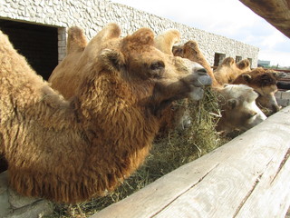 Double humped camels. Portrait