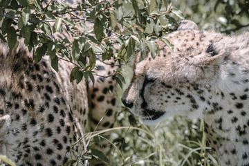 Portrait Cheetah in Massai Mara