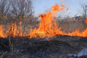 Fire on a plot of dry grass, burning of dry grass and reeds