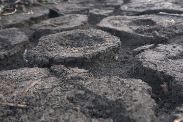 curves lines on the ground. paths in the ground that made the mouses