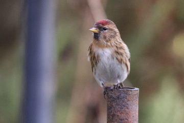 Lesser Redpoll
