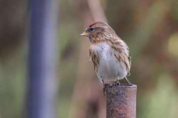 Lesser Redpoll