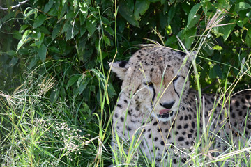 Portrait Cheetah in Massai Mara