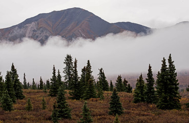 Fall secnic landscape in Denali National Park.