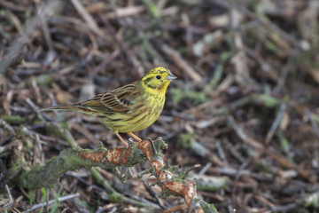 YellowHammer