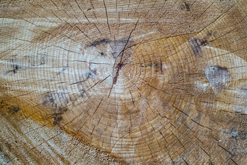 Fototapeta premium Cross-section of a tree trunk