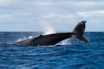 Humpback whale peduncle throw.
