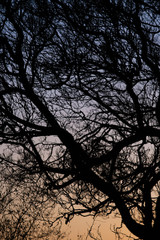 Tree Silhouette against evening sky