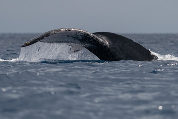 Obraz premium Humpback whale tail fluke.