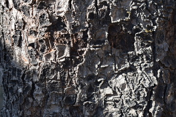 Close up de corteza de árbol gris con café obscuro