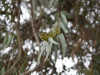 new eucalyptus bud on a branch on a spring day. blue-leaved oil mallee. Eucalyptus polybractea.