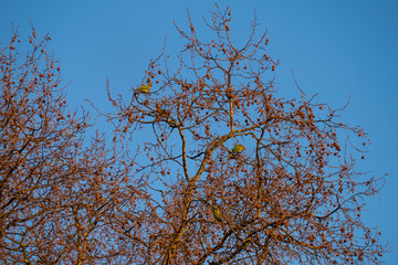 Taube im Baum vor blauem Himmel