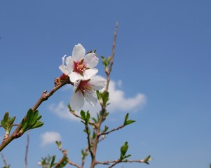 peach flowers. The first peach flowers in March against the blue sky with clouds