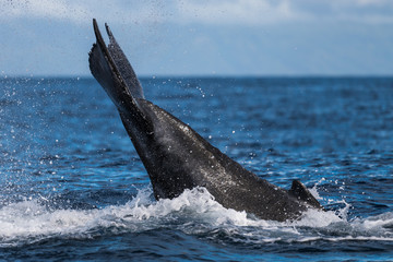 Fototapeta premium Humpback whale peduncle throw.