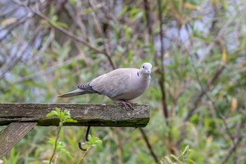 Collared Dove