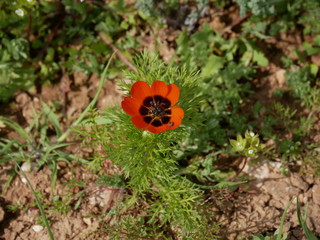 Adonis aestivalis