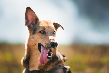 Portrait happy mongrel dog walking on sunny green field. Forest and smoke background