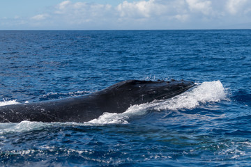 Humpback whale head lunge.