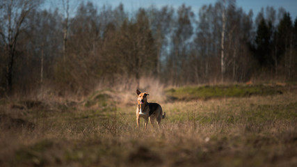 Fototapeta premium Portrait happy mongrel dog walking on sunny green field. Forest and smoke background