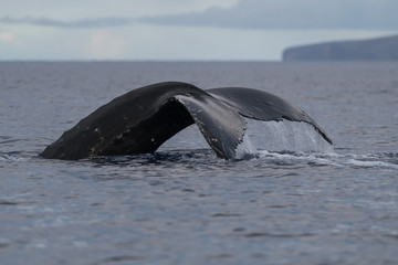 Fototapeta premium Humpback whale tail fluke.