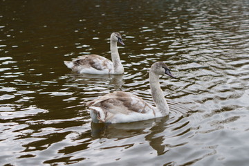 pair of swans on the lake