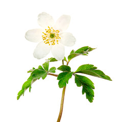 Spring flower wood Anemone (Anemone nemorosa) isolated on white background