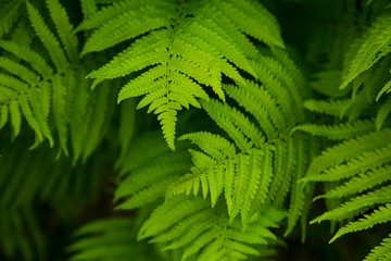 Perfect natural fern pattern. Beautiful background made with young green fern leaves.