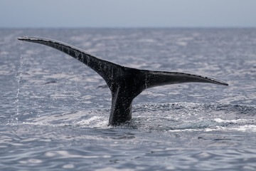 Fototapeta premium Humpback whale tail fluke.