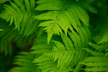 Perfect natural fern pattern. Beautiful background made with young green fern leaves.