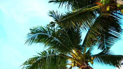 Fototapeta na wymiar The concept of rest. Beautiful coconut palm trees against the blue sky. bottom view